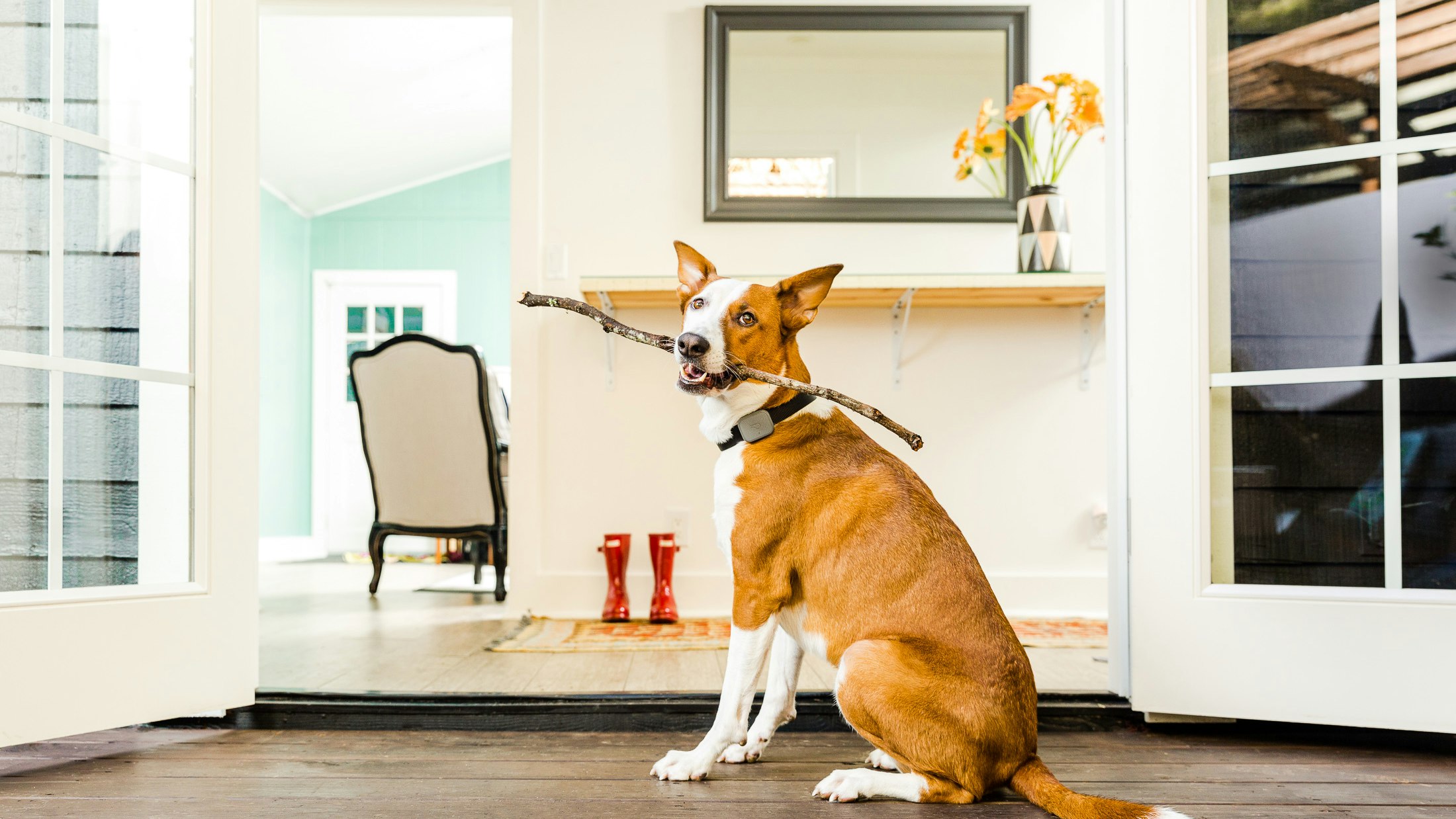 Smart Pet Tech That Actually Helps Your Furry Friends